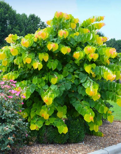 Judasbaum  Rising Sun 80cm