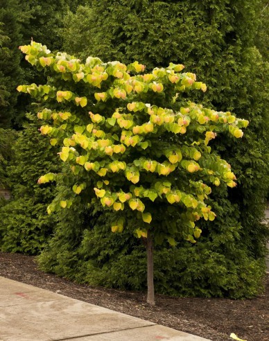 Judasbaum  Rising Sun 80cm