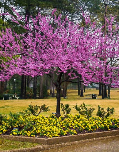 Judasbaum  Rising Sun 80cm