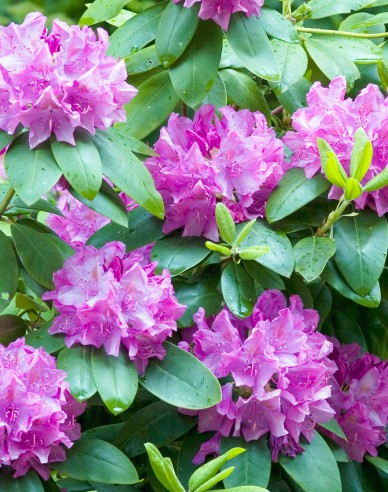 Rhododendron Roseum Elegans