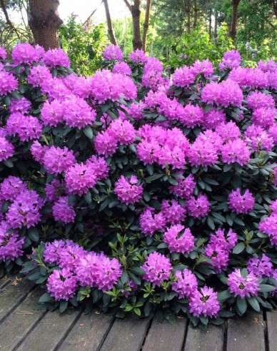 Rhododendron Roseum Elegans