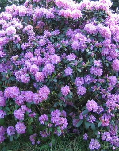 Rhododendron Catawbiense Grandiflorum