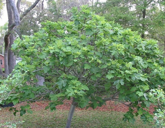 Feigenbaum Brown Turkey
