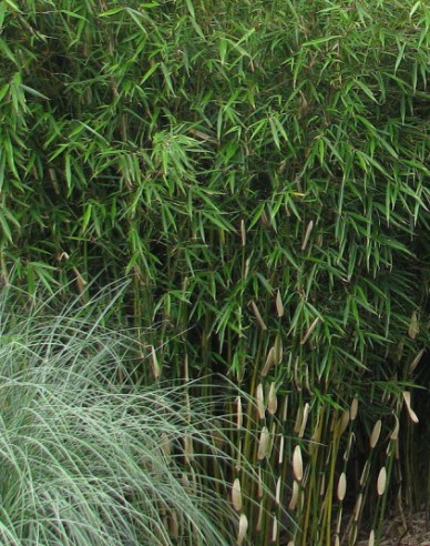 Bambus Fargesia Robusta Pingwu