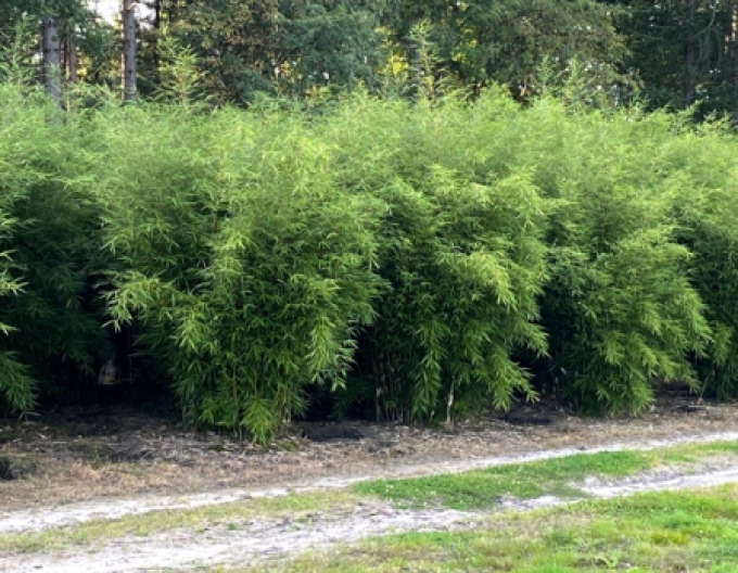 Bambus Fargesia Robusta Formidable