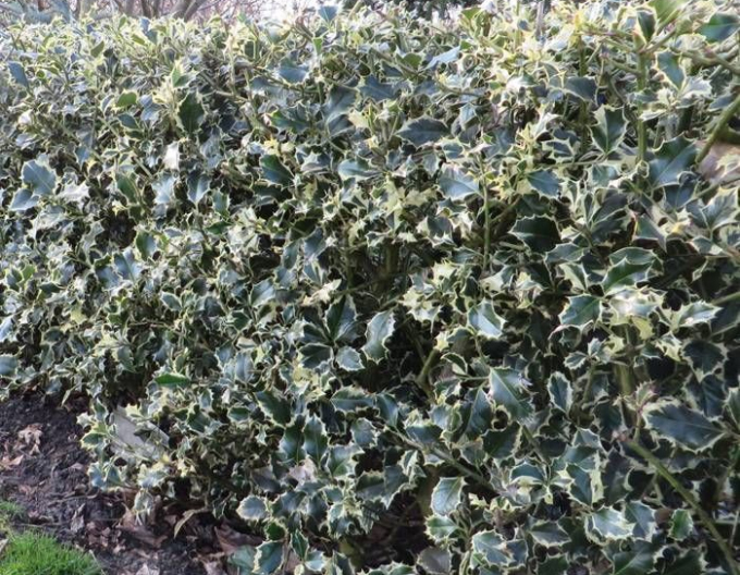 Stechpalme Argentea Marginata