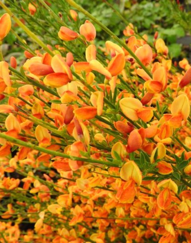 Elfenbein Ginster Apricot Gem