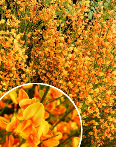 Elfenbein Ginster Apricot Gem