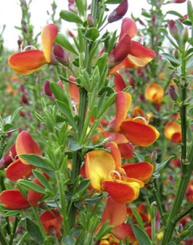 Elfenbein Ginster Lena