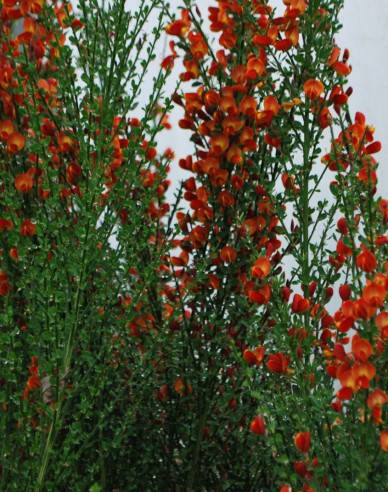 Elfenbein Ginster Lena