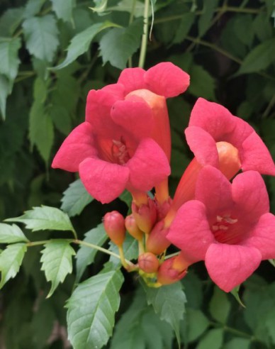 Trompetenblume Gabor