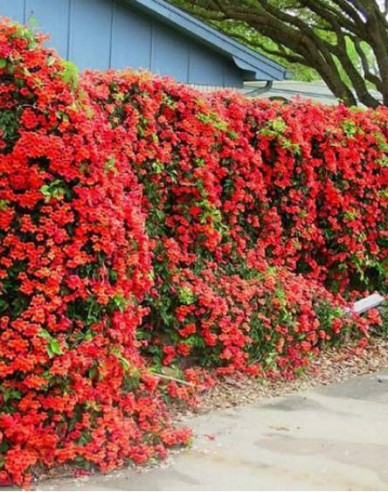 Trompetenblume Gabor