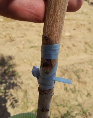 Veredelungsgummi 200x6mm