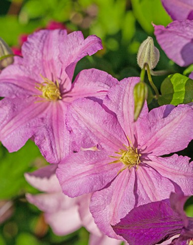 Waldrebe Comtesse de Bouchaud