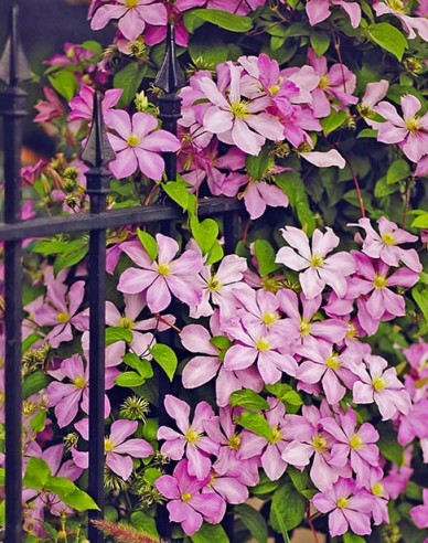 Waldrebe Comtesse de Bouchaud