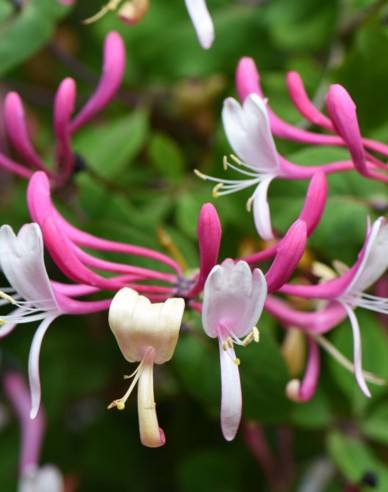 Wald-Geißschlinge Belgica