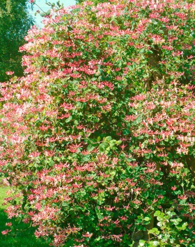 Wald-Geißschlinge Belgica