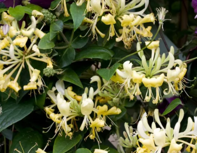 Wald-Geißschlinge ´Scentsation´