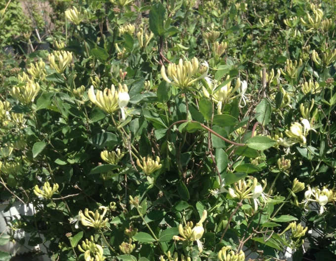 Wald-Geißschlinge ´Scentsation´