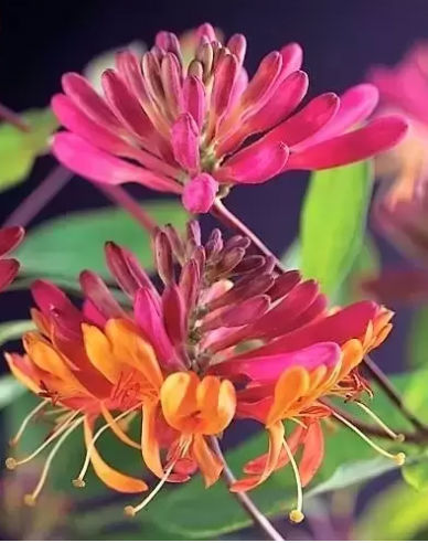 Geißschlinge Goldflame