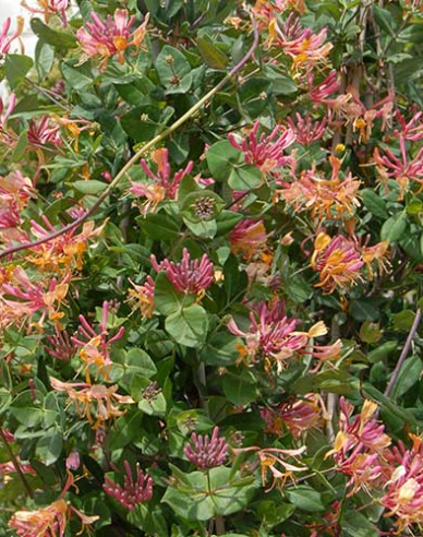 Geißschlinge Goldflame