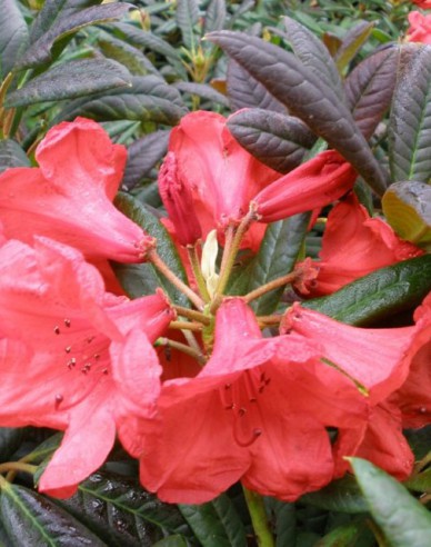 Rhododendron Elizabeth