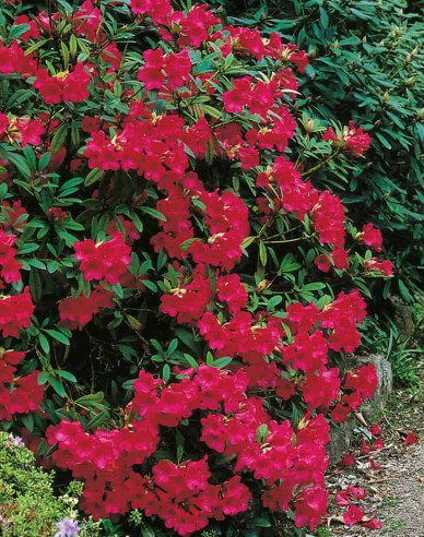 Rhododendron Elizabeth