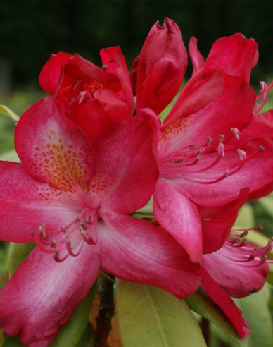 Rhododendron Junifeuer