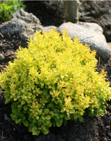 Berberitze "Tiny Gold"