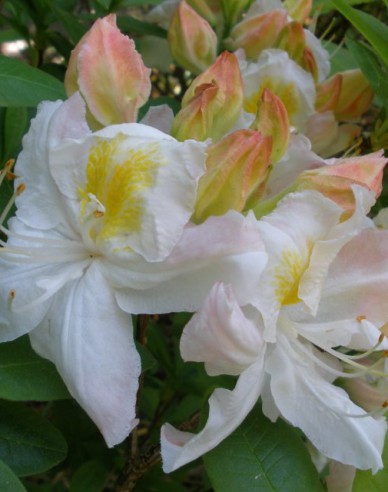 Azalee großblumig Silver Slipper