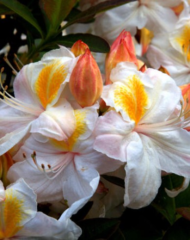 Azalee großblumig Silver Slipper