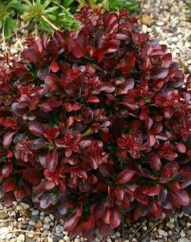 Berberitze "Bagatelle"