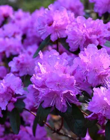 Rhododendron PJM Elite