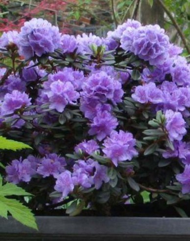 Rhododendron Ramapo