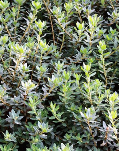 Rhododendron Ramapo