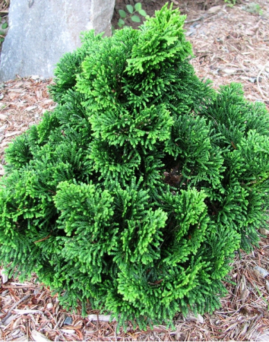 Zypresse NANA GRACILIS