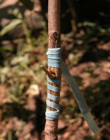 Veredelungsgummi 240x8mm