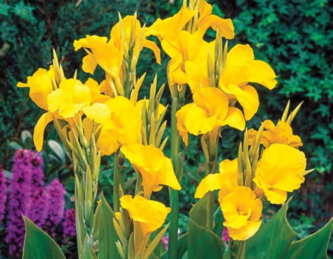 Canna Gelb