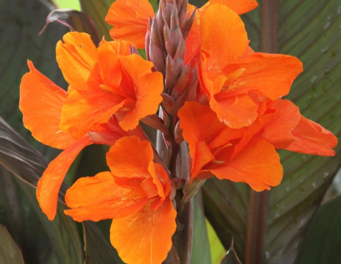 Canna Orange