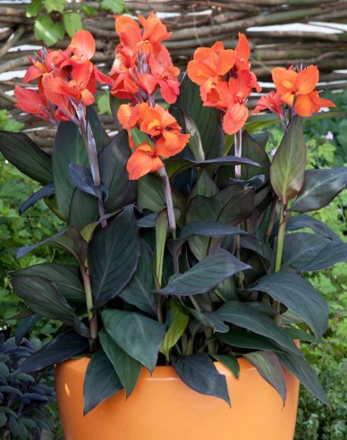 Canna Orange