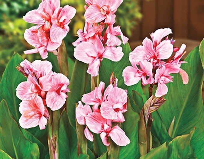 Canna Rosa
