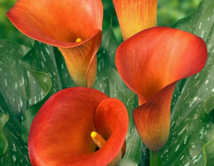 Calla Orange