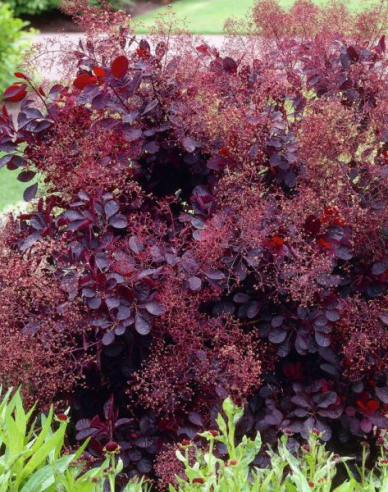 Perückenstrauch Royal Purple 125 - 150cm