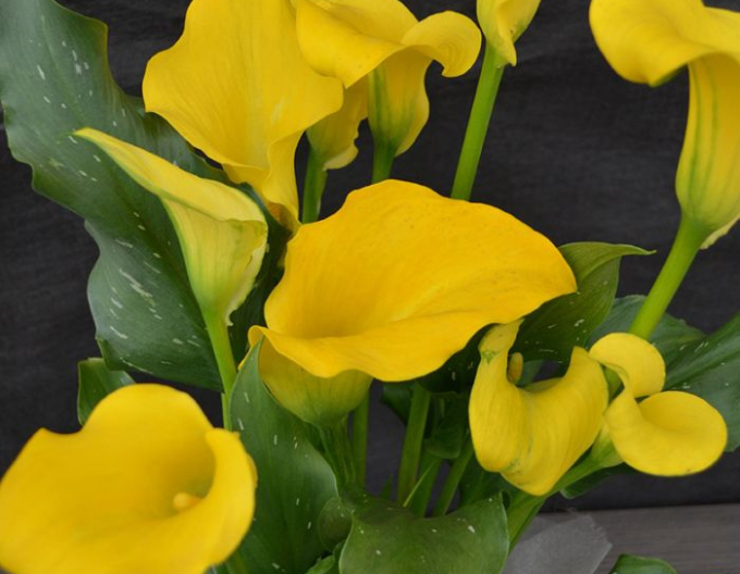 Calla Gelb