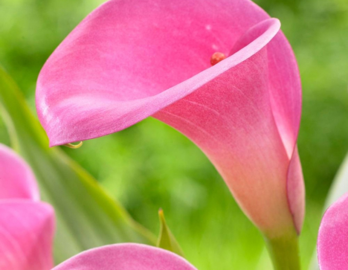 Kala Rosa