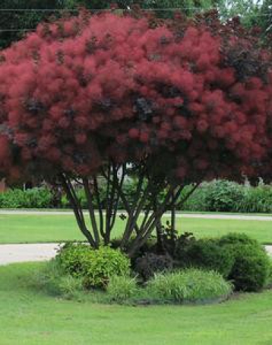 Perückenstrauch Royal Purple 125 - 150cm