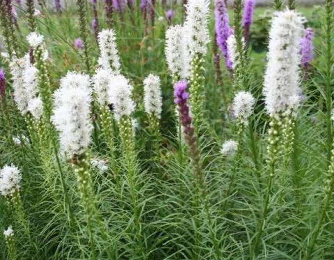 Liatra spicata Weiß
