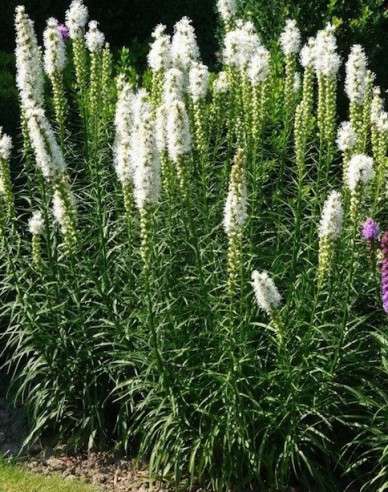 Liatra spicata Weiß