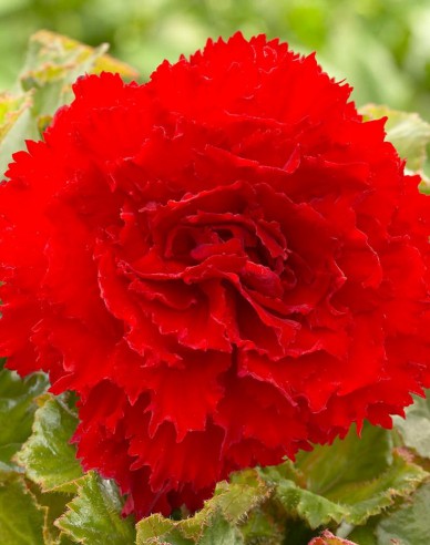 Begonie trepenita Rot