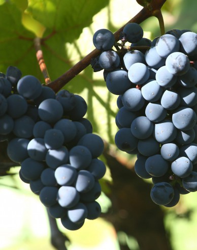 Tafelrebe Nero, wurzelnackt